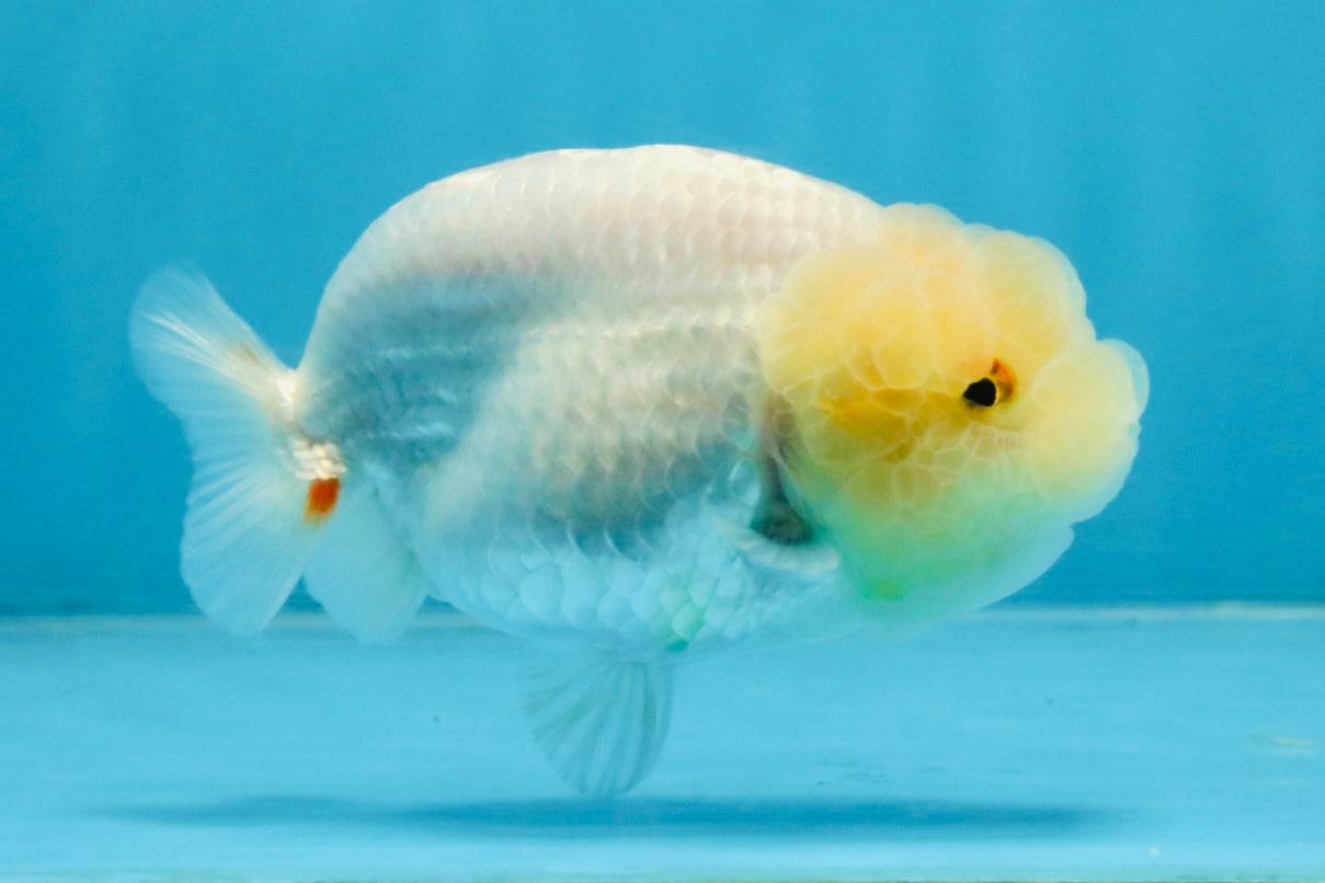 A Grade White LionQueen 4 inches #103125LC_26