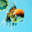FLUFFY A Grade Calico Oranda Male 7 inches #041026OR_04