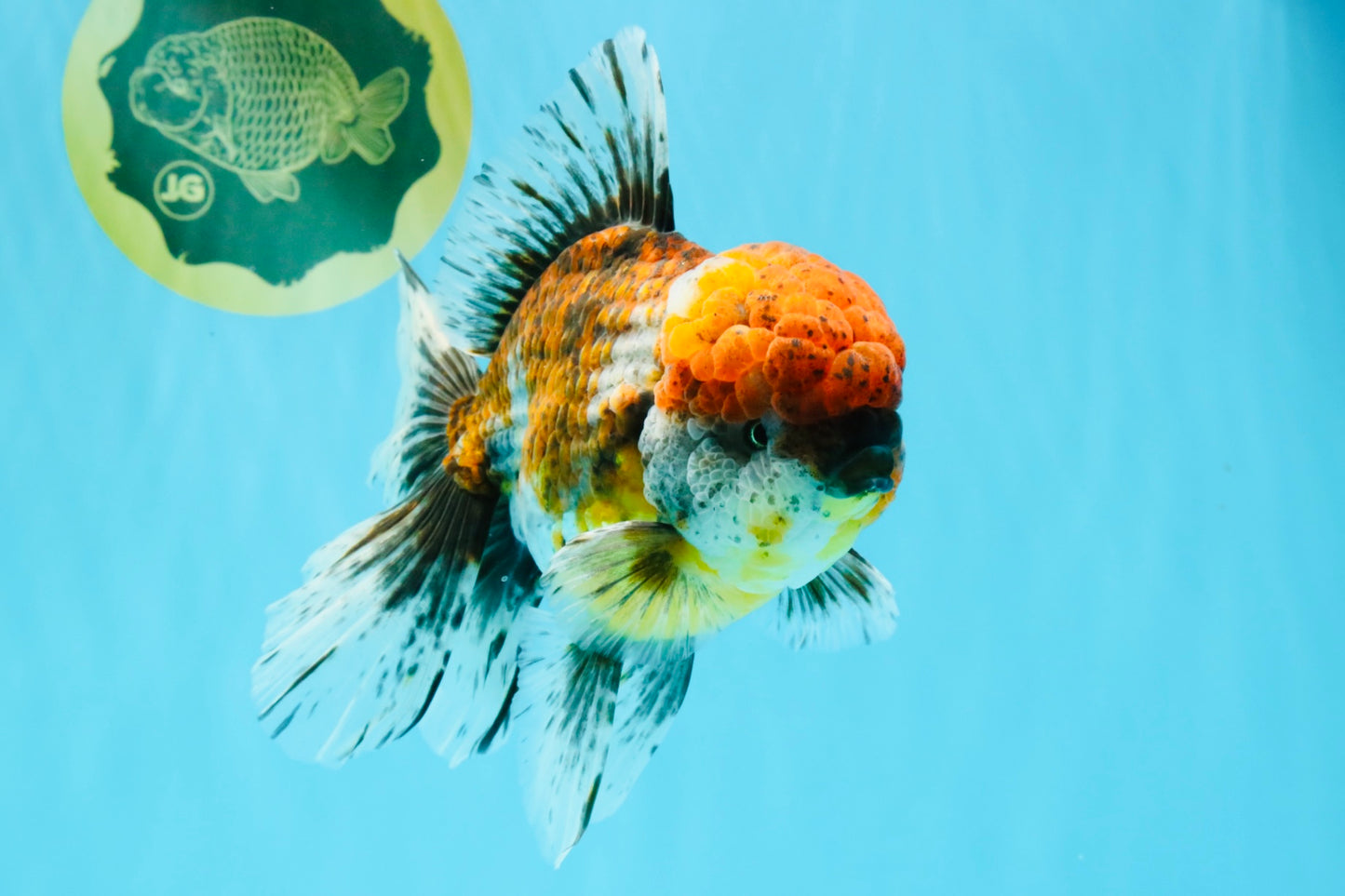 FLUFFY A Grade Calico Oranda Male 7 inches #041026OR_04