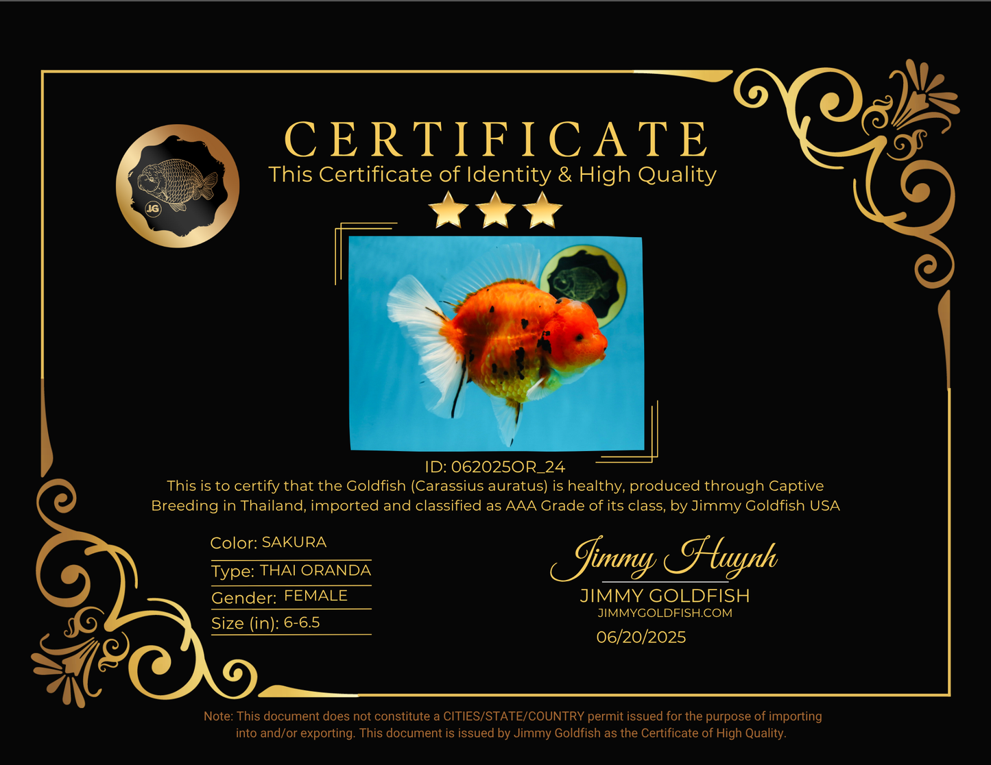 AAA Grade JUMBO Tiger Oranda Female 6-6.5 inches #062025OR_24