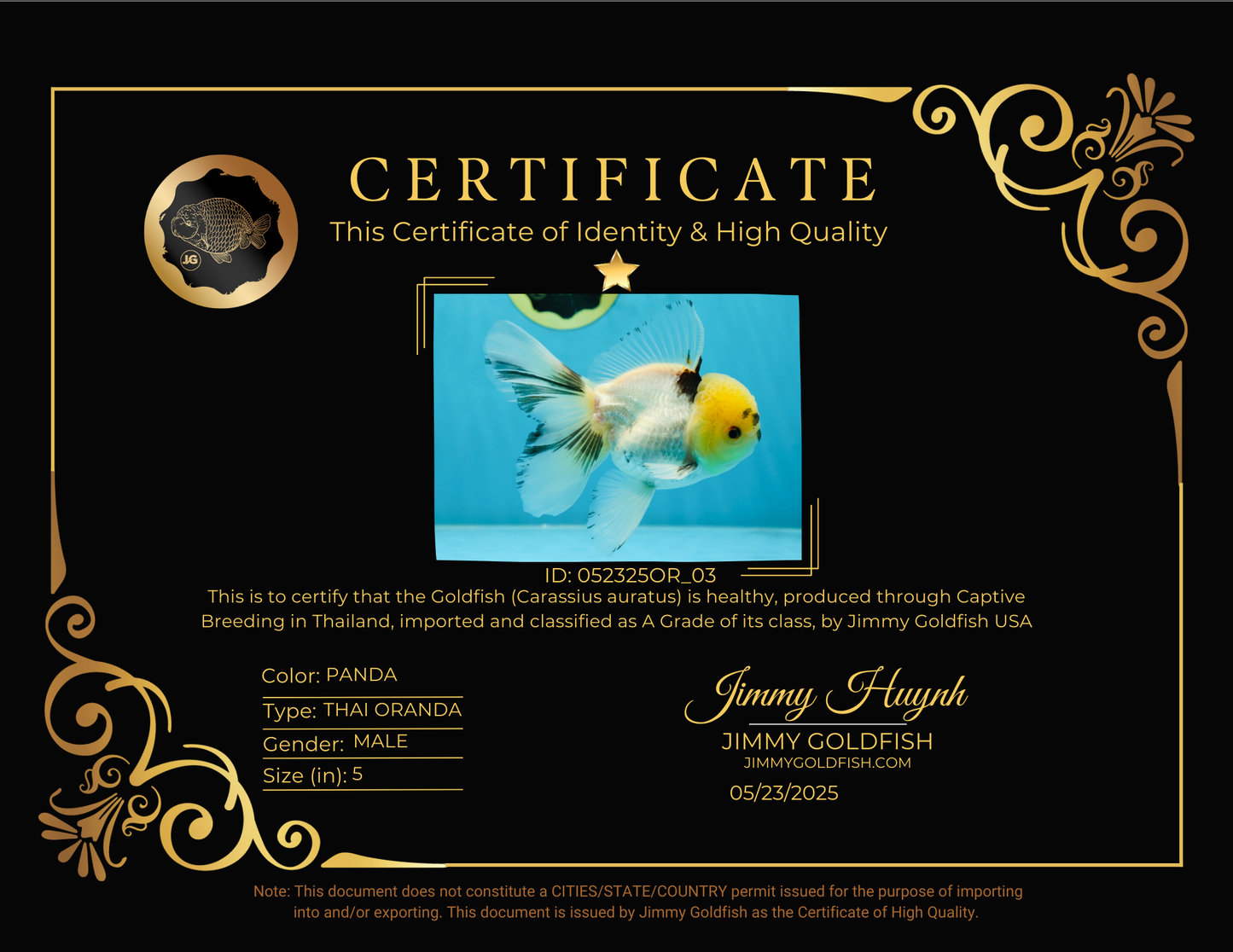 A Grade Panda Oranda Male 5 inches #052325OR_03