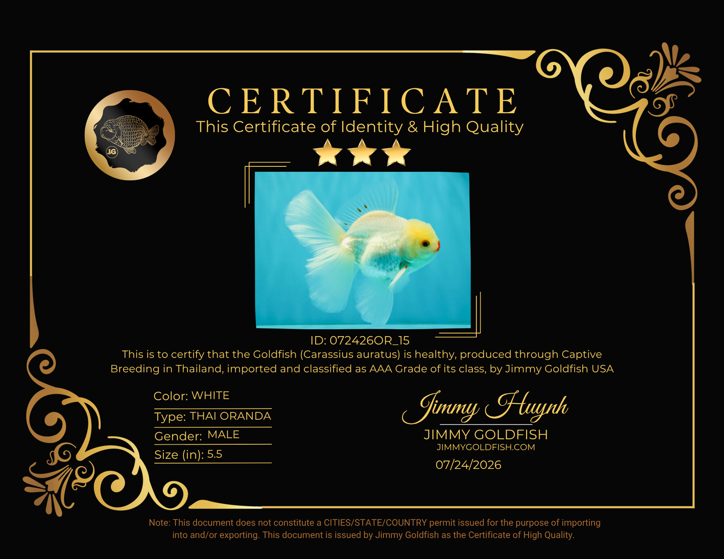 BEAUTY AAA Grade Little Chicken White Oranda Male 5.5 inches #072426OR_15