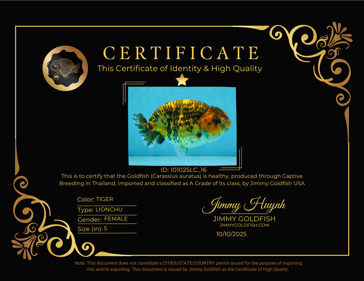 A Grade Tiger LionQueen 5 inches #101025LC_16