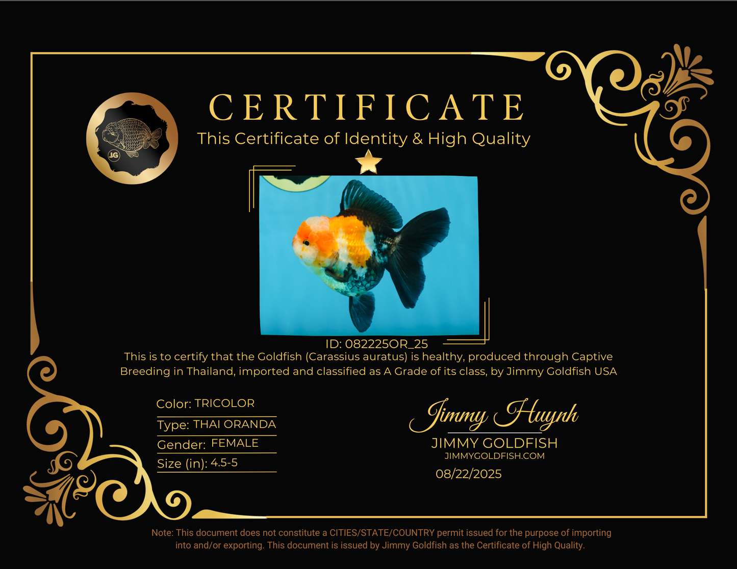 UNIQUE A Grade Tricolor Oranda Female 4.5-5 inches #082225OR_25