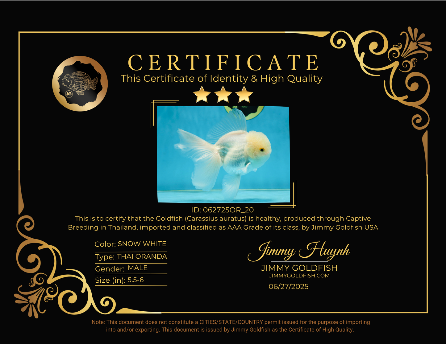 AAA Grade Snow White Oranda Male 5.5-6 inches #062725OR_20