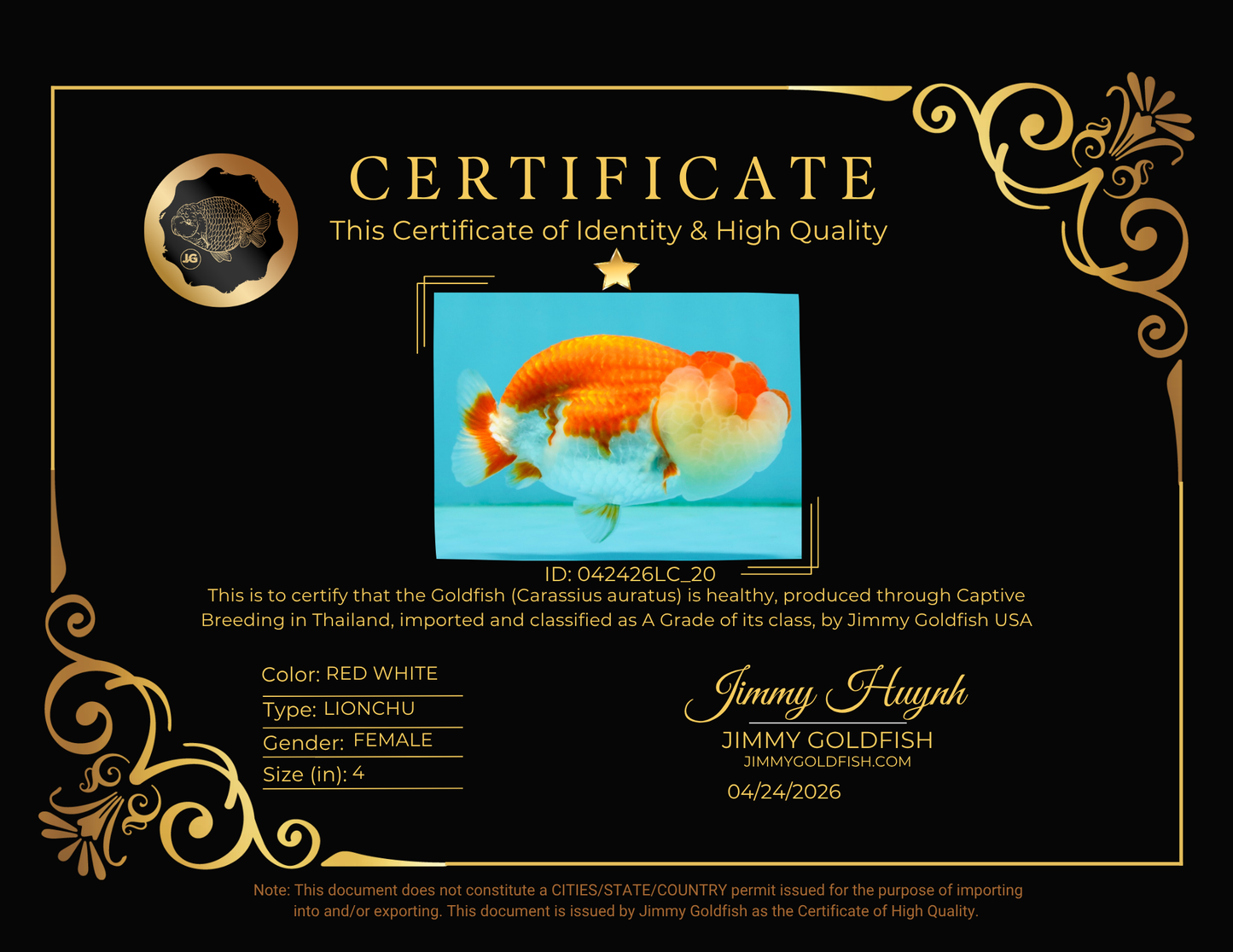 CHUBBY A Grade Red White LionQueen Female 4 inches #042426LC_20