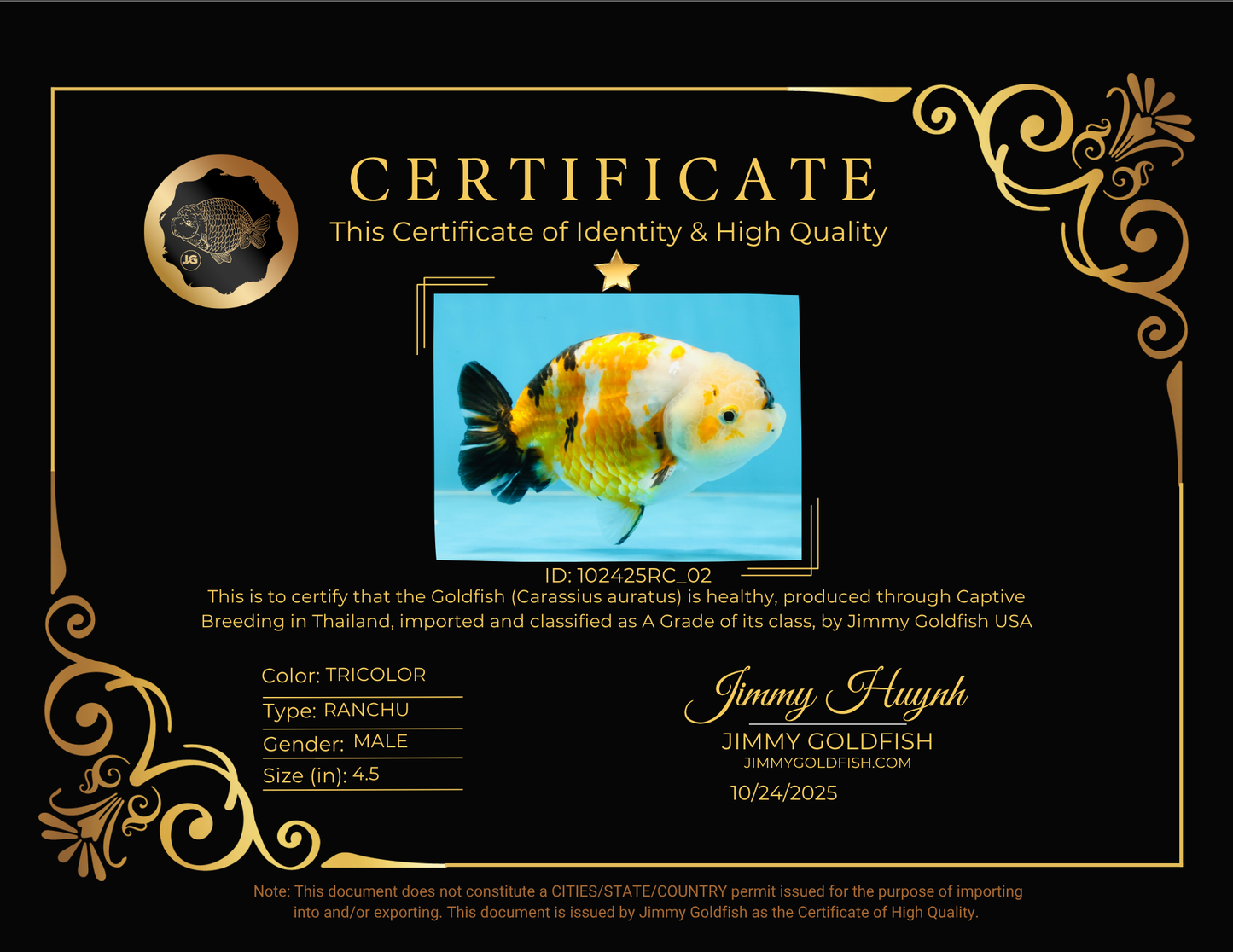 CHUBBY A Grade Chinese Tricolor Ranchu Male 4.5 inches #102425RC_02