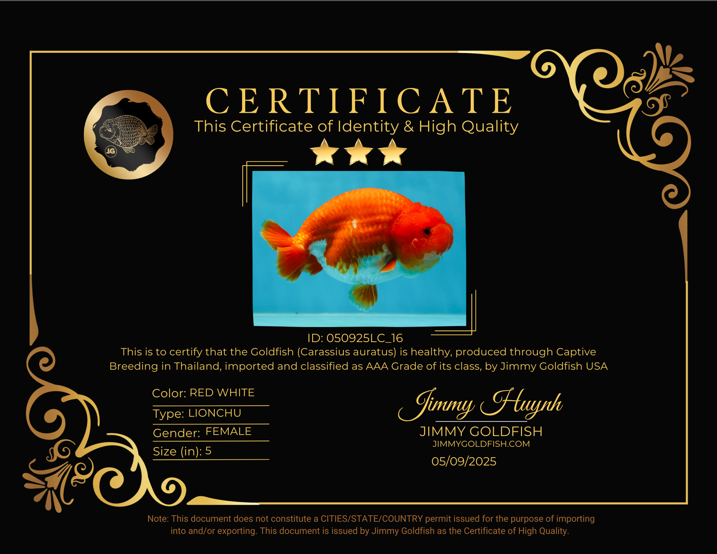 AAA Grade Cherry Red White LionQueen 5 inches #050925LC_16