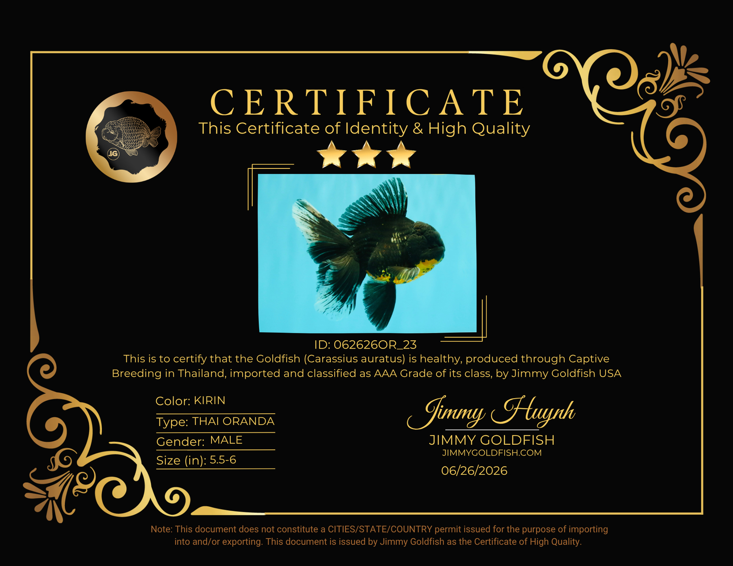 AAA Grade Long Fin Kirin Oranda Male 5.5-6 inches #062626OR_23