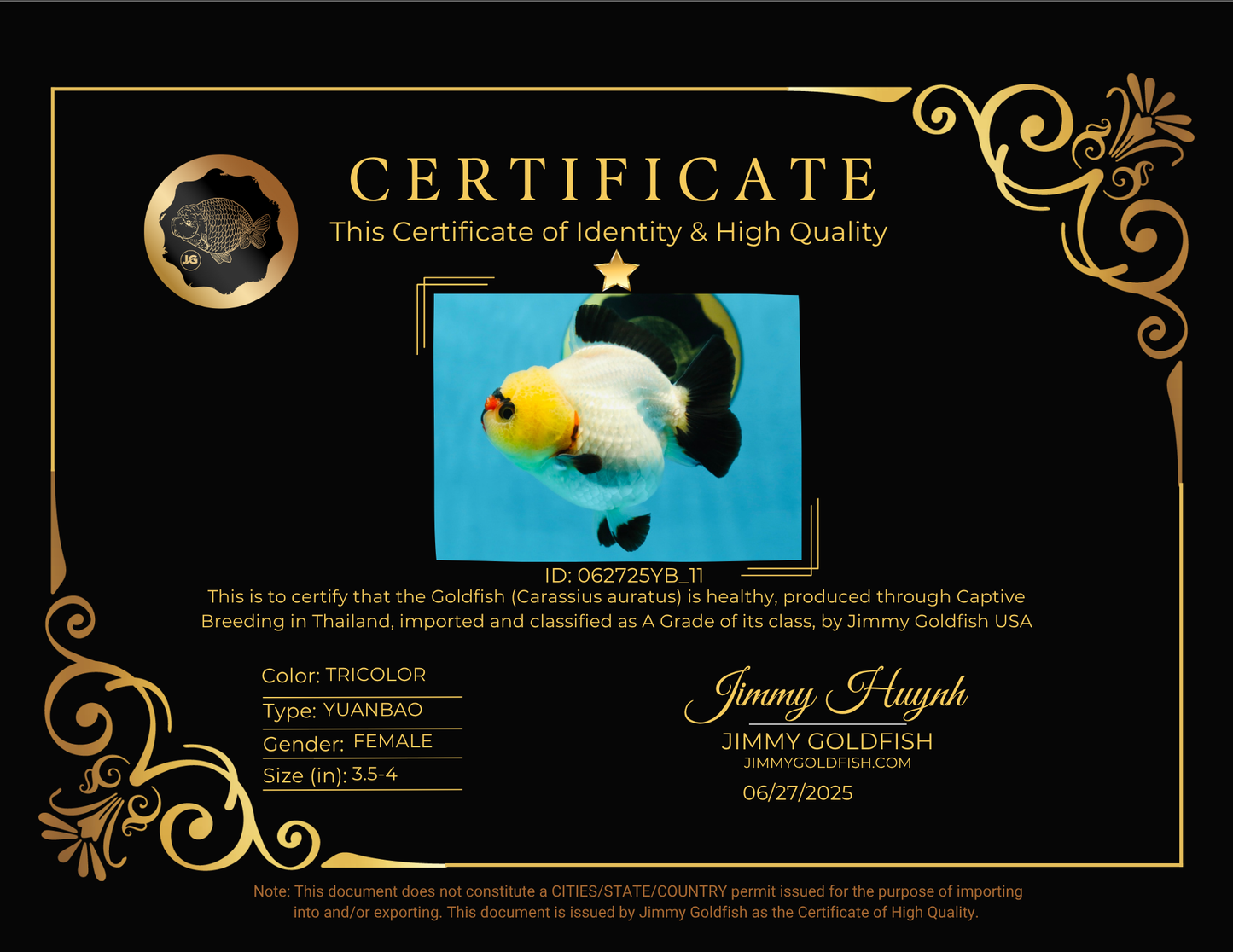 A Grade Pompom Tricolor Button Eyes Yuanbao Female 3.5-4 inches #062725YB_11