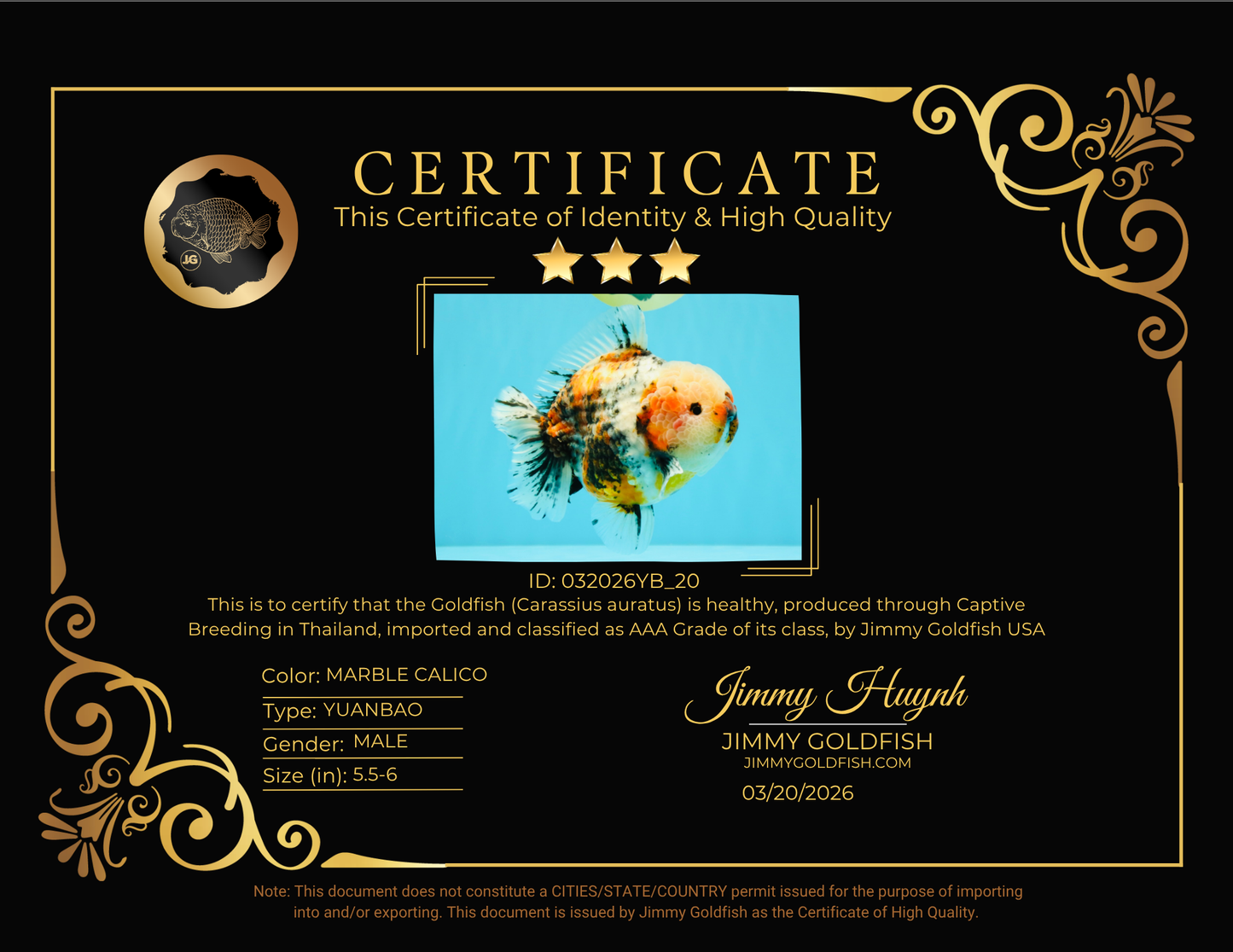 FLUFFY AAA Grade Marble Calico Yuanbao Male 5.5-6 inches #032026YB_20