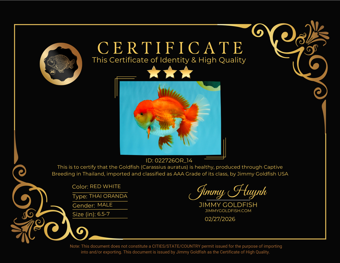 CHONKY AAA Grade Godzilla Red White Oranda Male 6.5-7 inches #022726OR_14