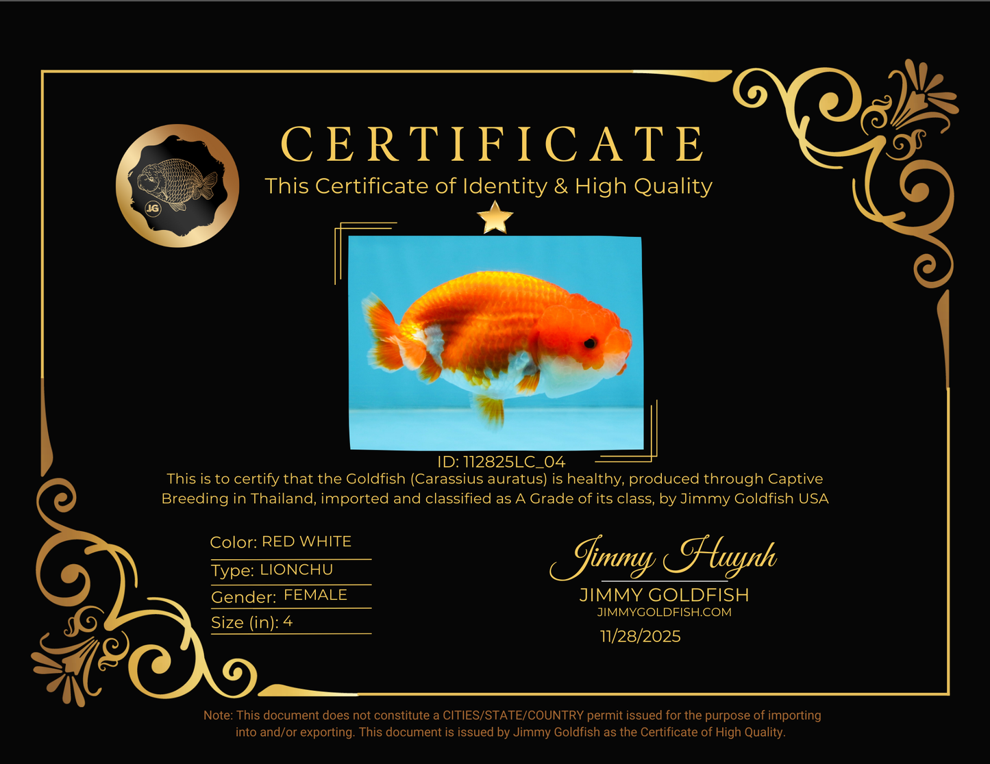 A Grade Red White LionQueen 4 inches #112825LC_04