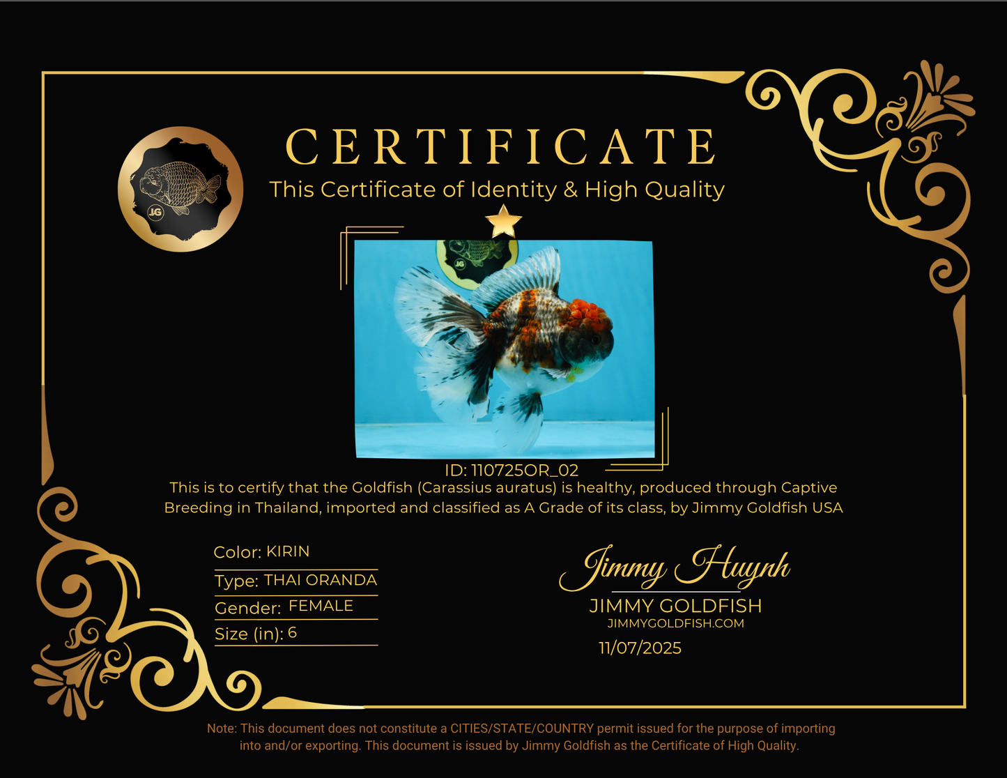 A Grade Kirin Oranda Female 6 inches #110725OR_02