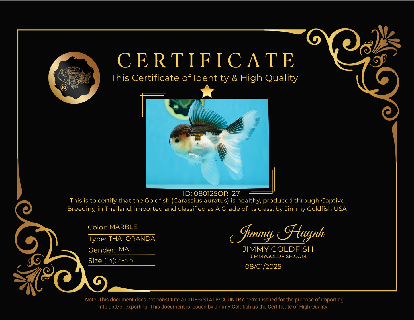 A Grade Panda Oranda Male 5-5.5 inches #080125OR_27