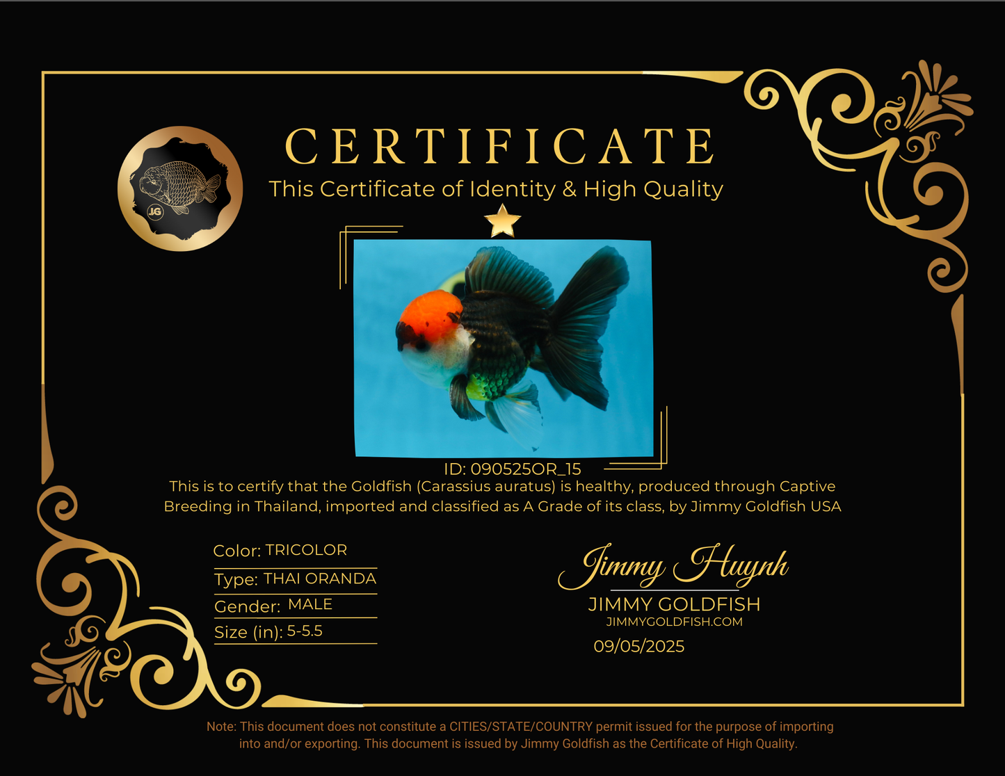 A Grade Tricolor Oranda Male 5-5.5 inches #090525OR_15