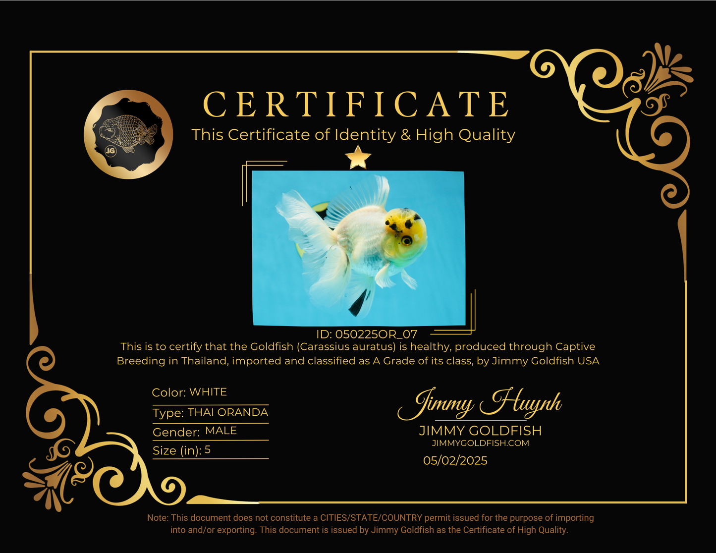 A Grade Panda White Oranda Male 5 inches #050225OR_07