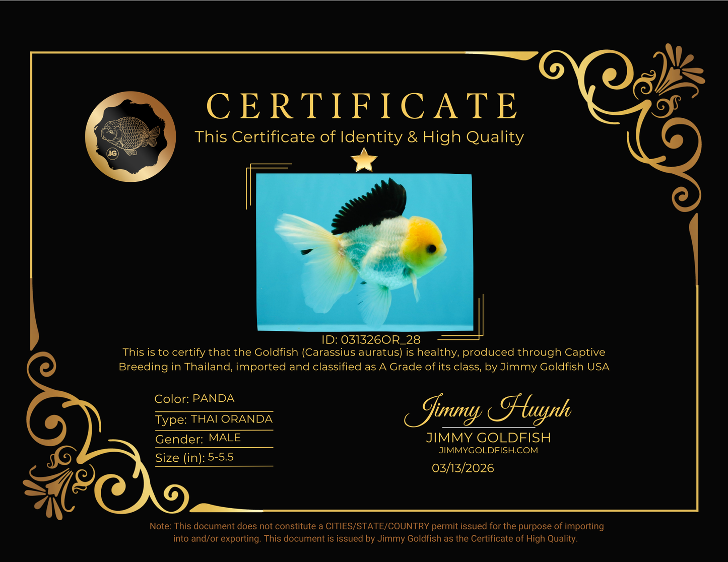 A Grade Panda Button Eyes Oranda Male 5-5.5 inches #031326OR_28