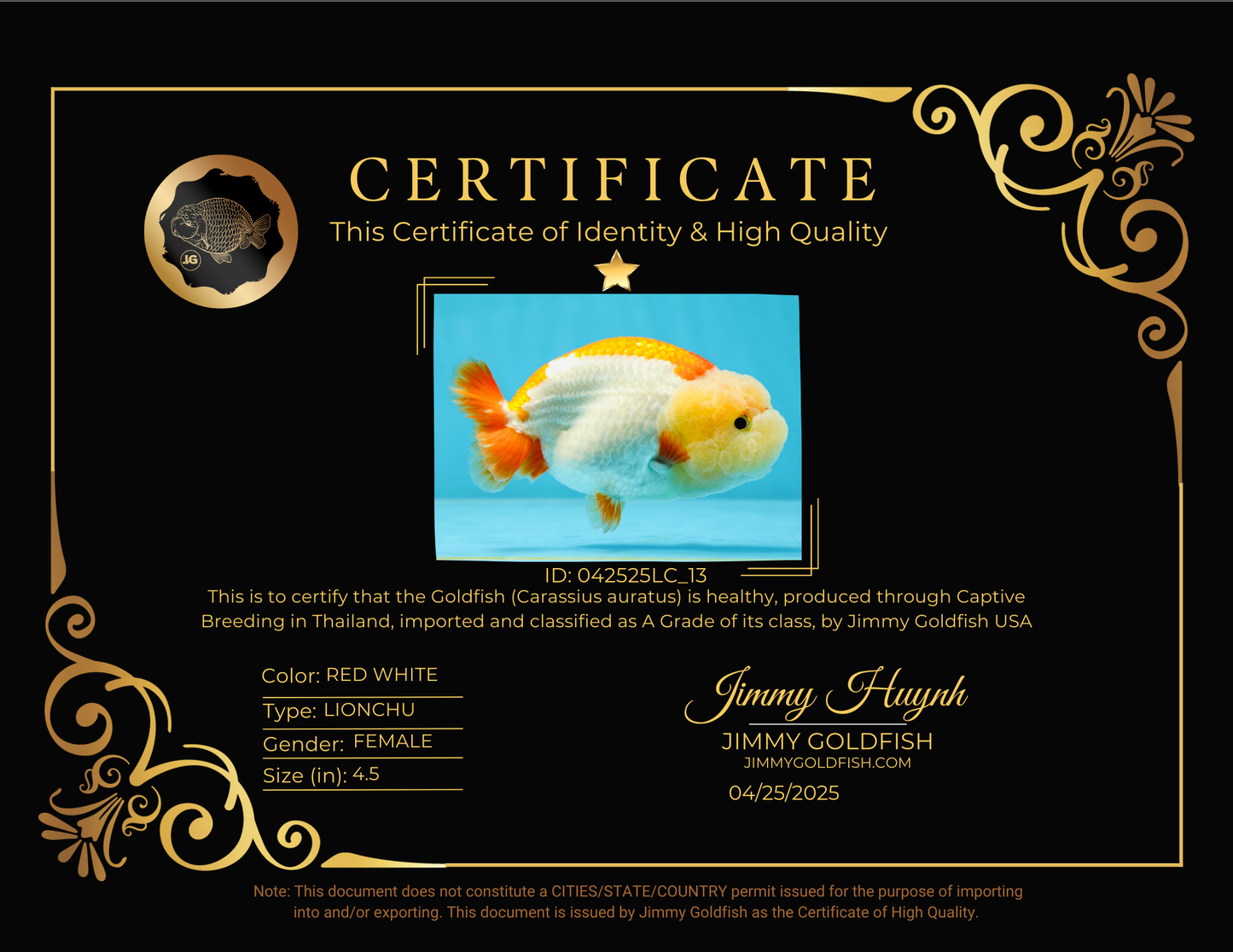 THE CUTEST WEN EVER A Grade Red White LionQueen 4.5 inches #042525LC_13