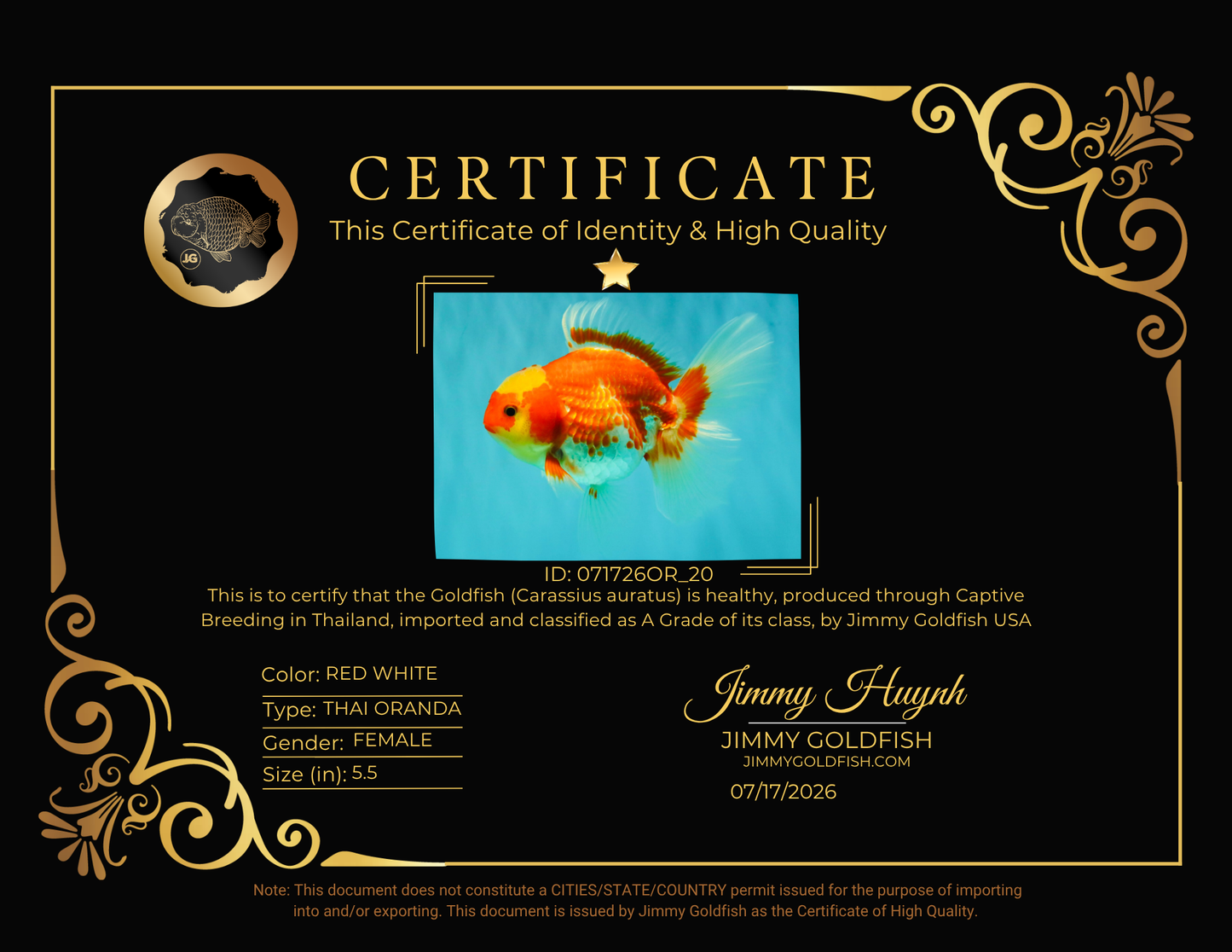 A Grade Red White Oranda Female 5.5 inches #071726OR_20