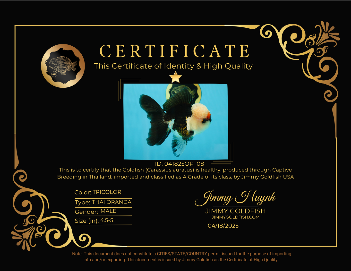 FLUFFY WEN A Grade Mochi Tricolor Oranda Male 4.5-5 inches #041825OR_08