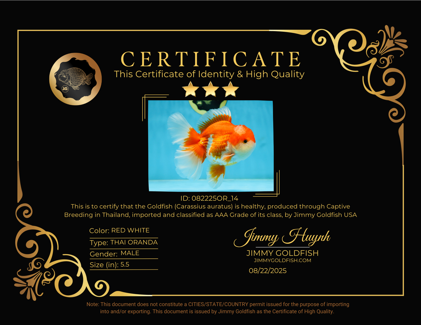 AAA Grade THICK BODY Red White Oranda Male 5.5 inches #082225OR_14