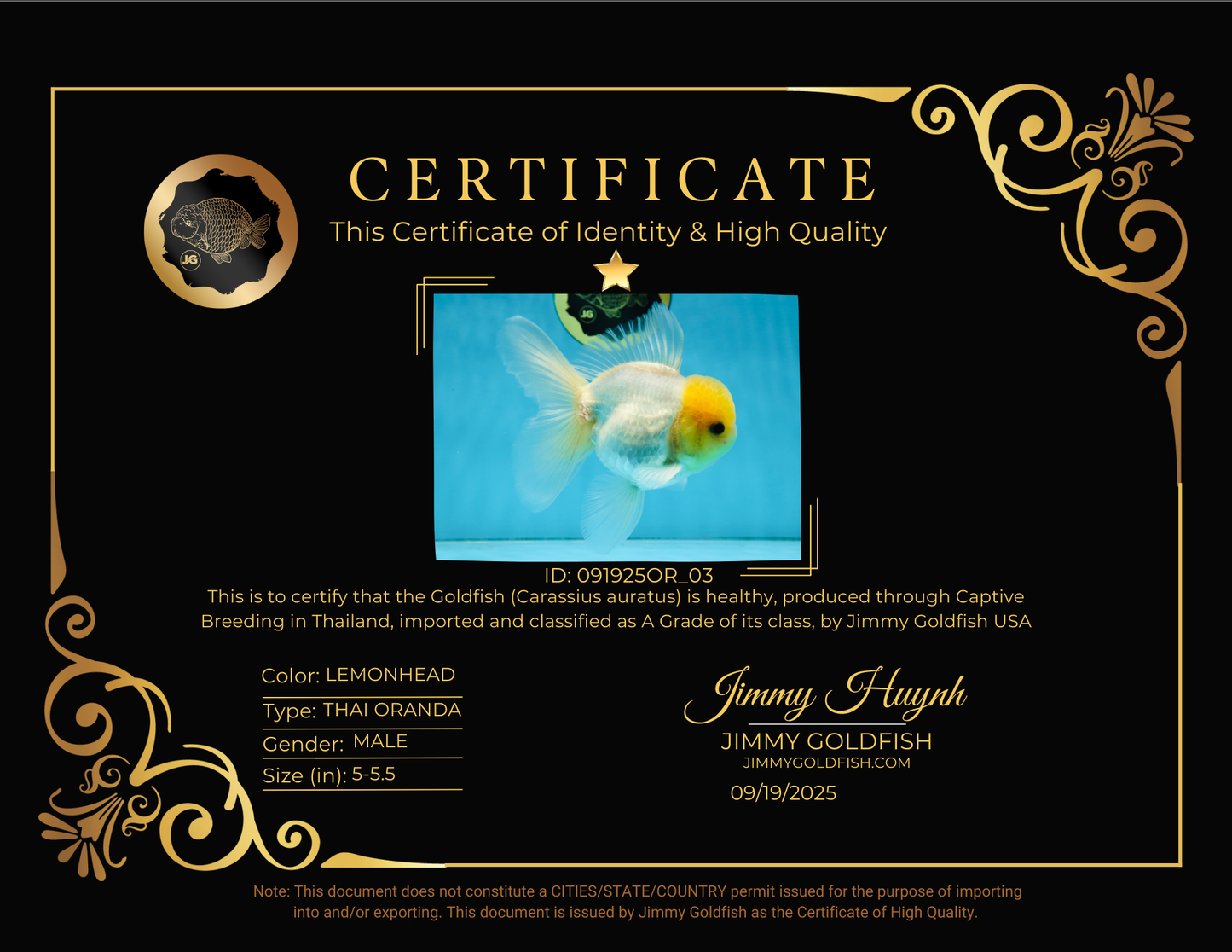 A Grade Lemonhead Oranda Male 5-5.5 inches #091925OR_03