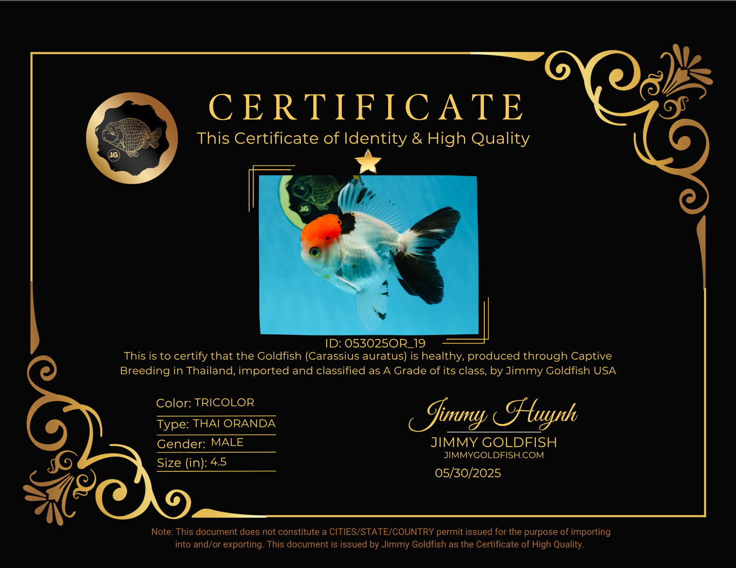 A Grade Red Head Tricolor Oranda Male 4.5 inches #053025OR_19