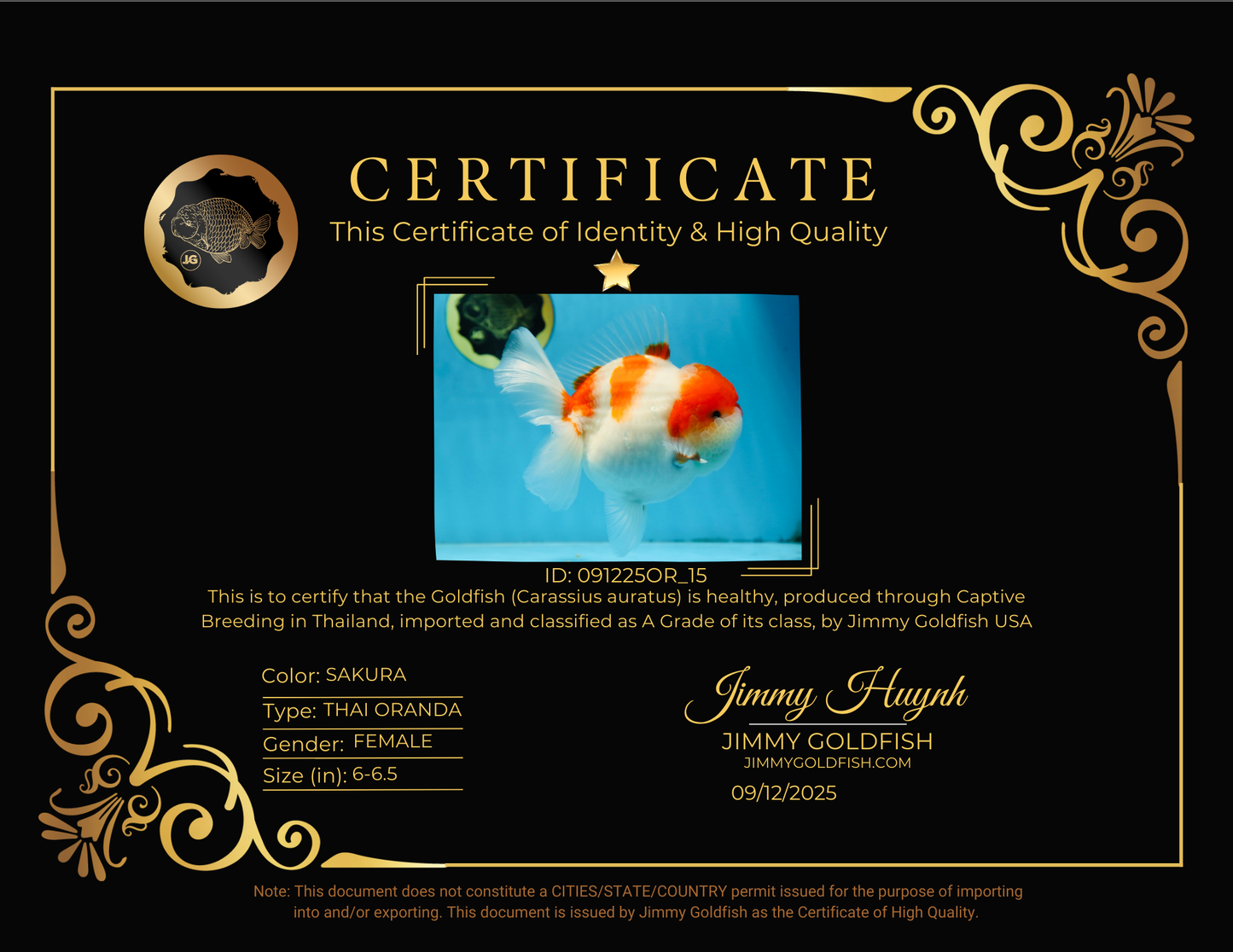 A Grade BIG WEN Kohaku Sakura Oranda Female 6-6.5 inches #091225OR_15