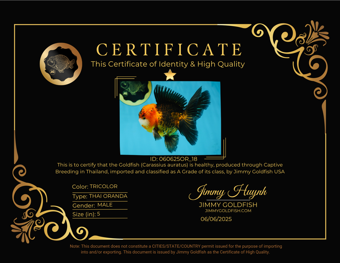 A Grade Dragon Tricolor Oranda Male 5 inches #060625OR_18