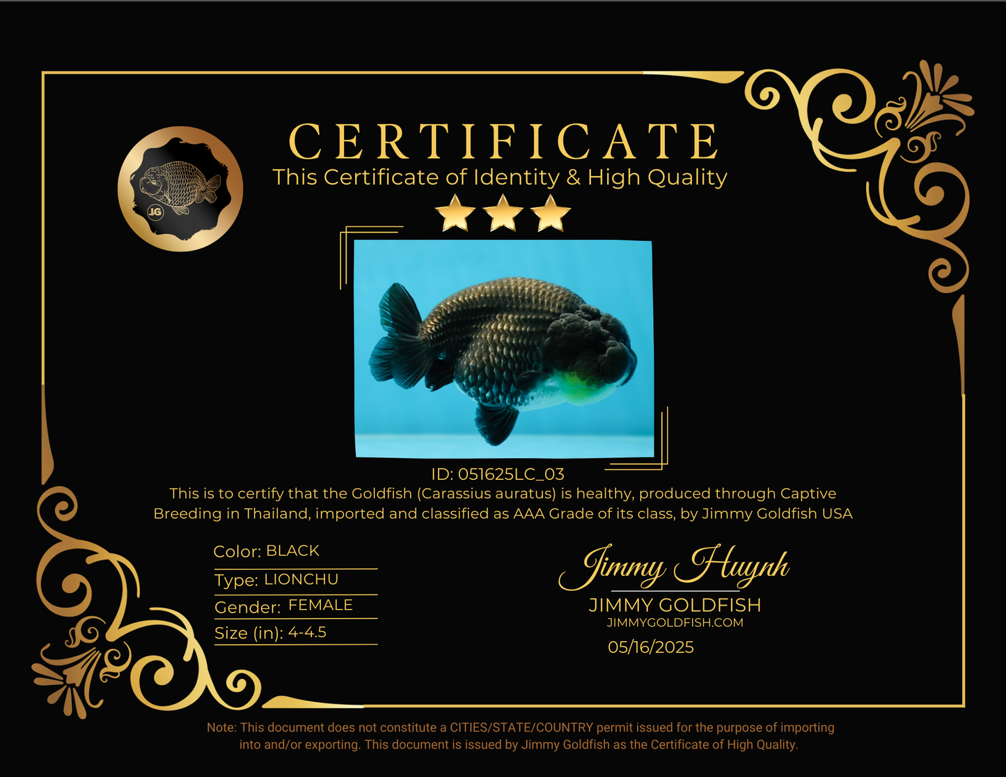 AAA Grade Black Blue LionQueen 4-4.5 inches #051625LC_03