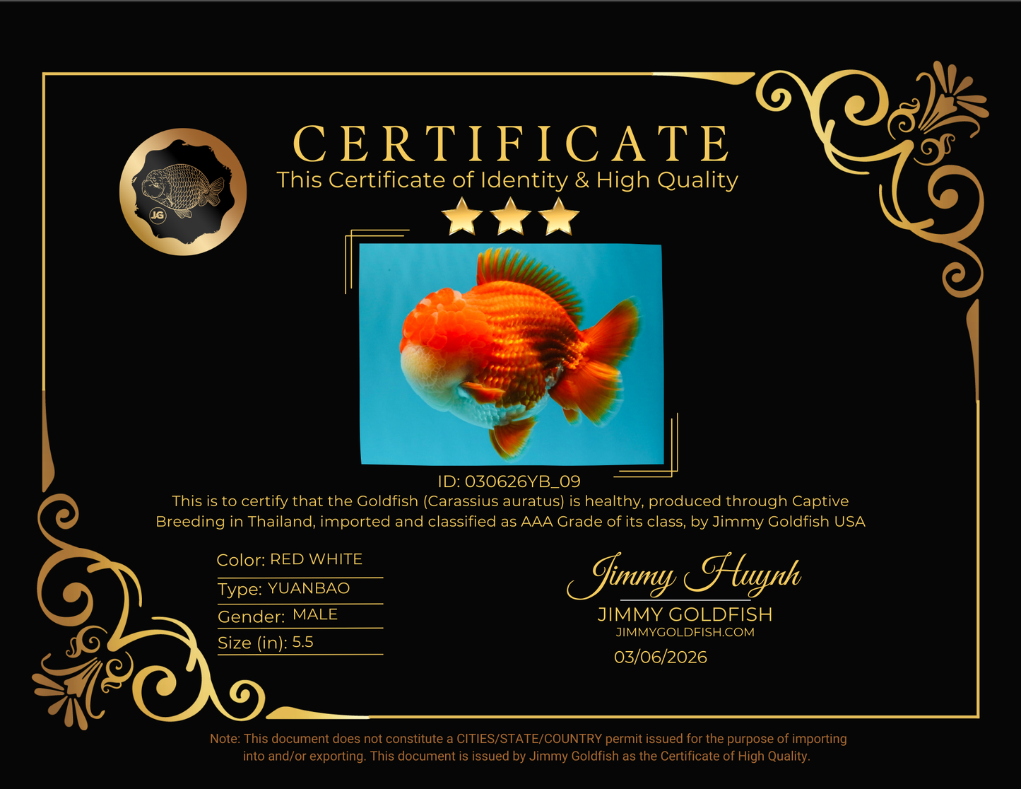 SUPER CUTE AAA Grade Godzilla Red White Yuanbao Male 5.5 inches #030626YB_09