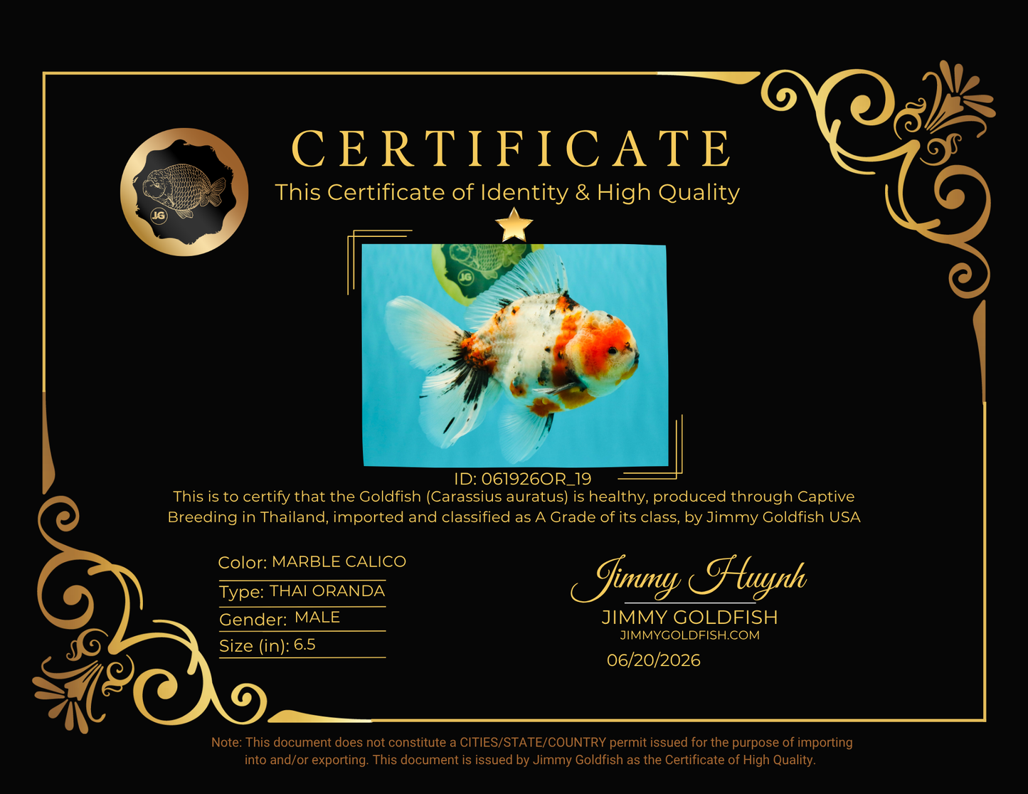 A Grade Marble Calico Oranda Male 6.5 inches #061926OR_19