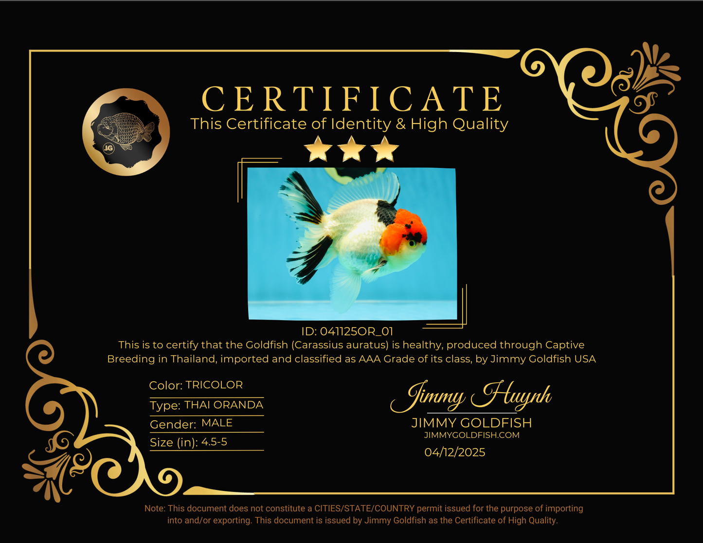 AAA Grade Tricolor Oranda Male 4.5-5 inches #041125OR_01