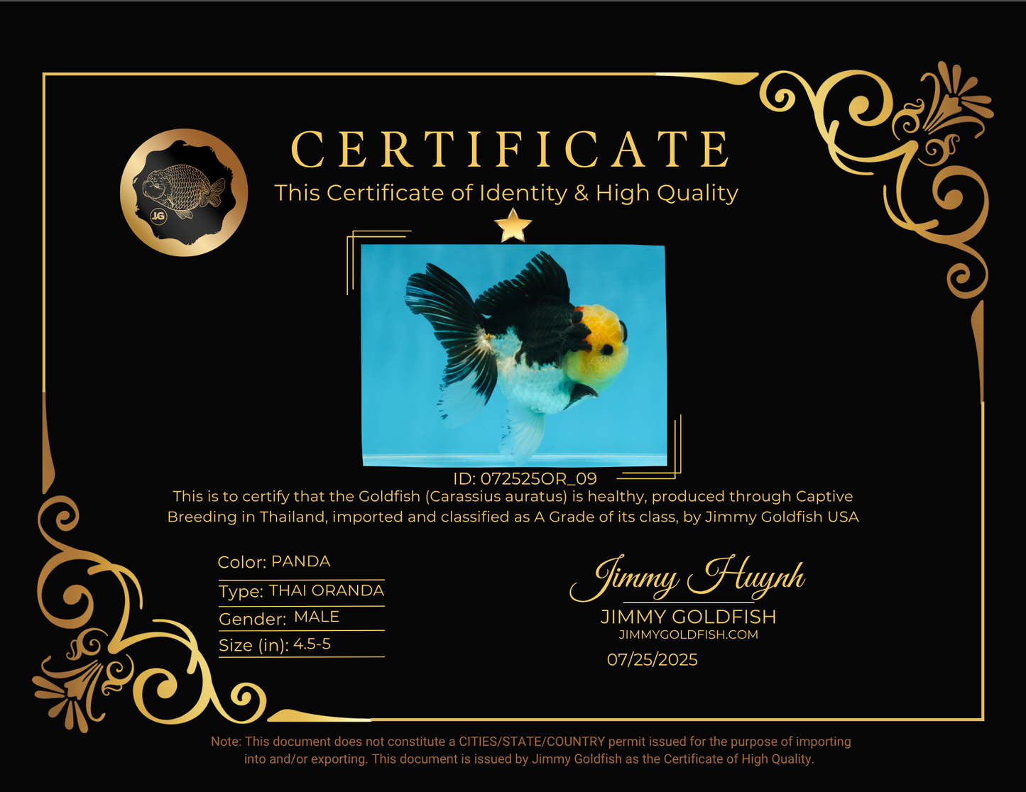 A Grade SPECIAL Panda Button Eyes Oranda Male 4.5-5 inches #072525OR_09