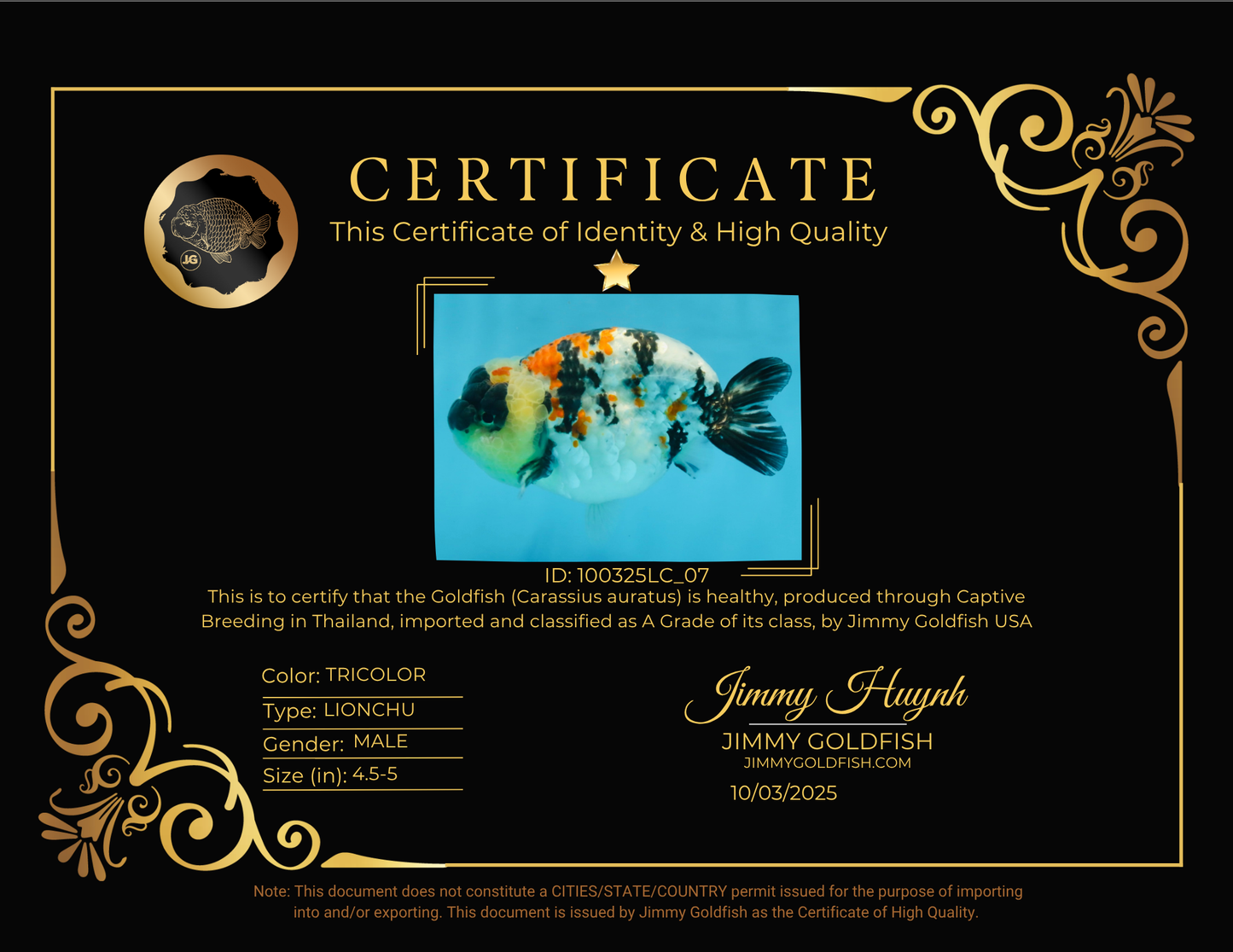 A Grade Special Tricolor LionKing 4.5-5 inches #100325LC_07