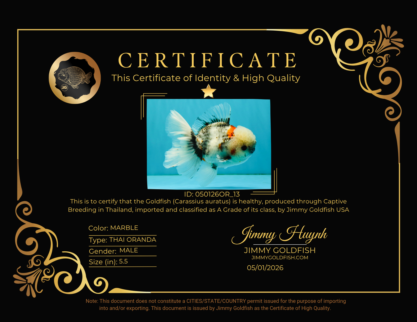 A Grade Marble Oranda Male 5.5 inches #050126OR_13