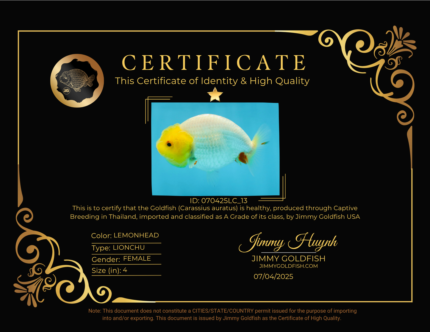 A Grade Lemonhead LionQueen 4 inches #070425LC_13