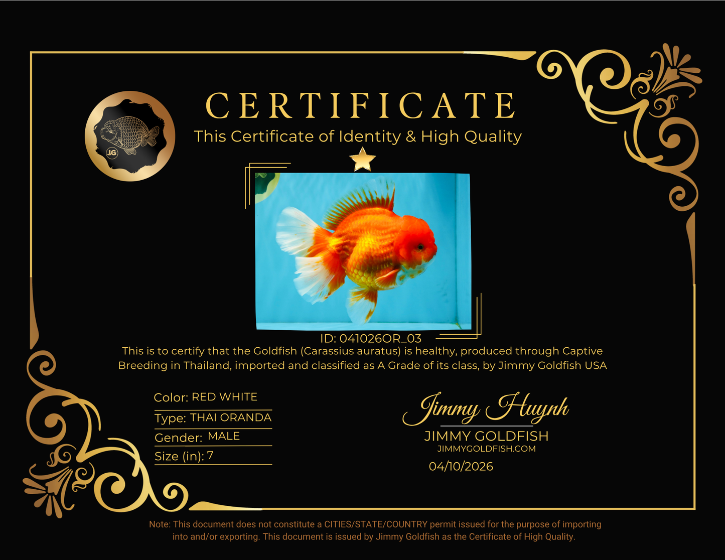 JUMBO A Grade Red White Oranda Male 7 inches #041026OR_03
