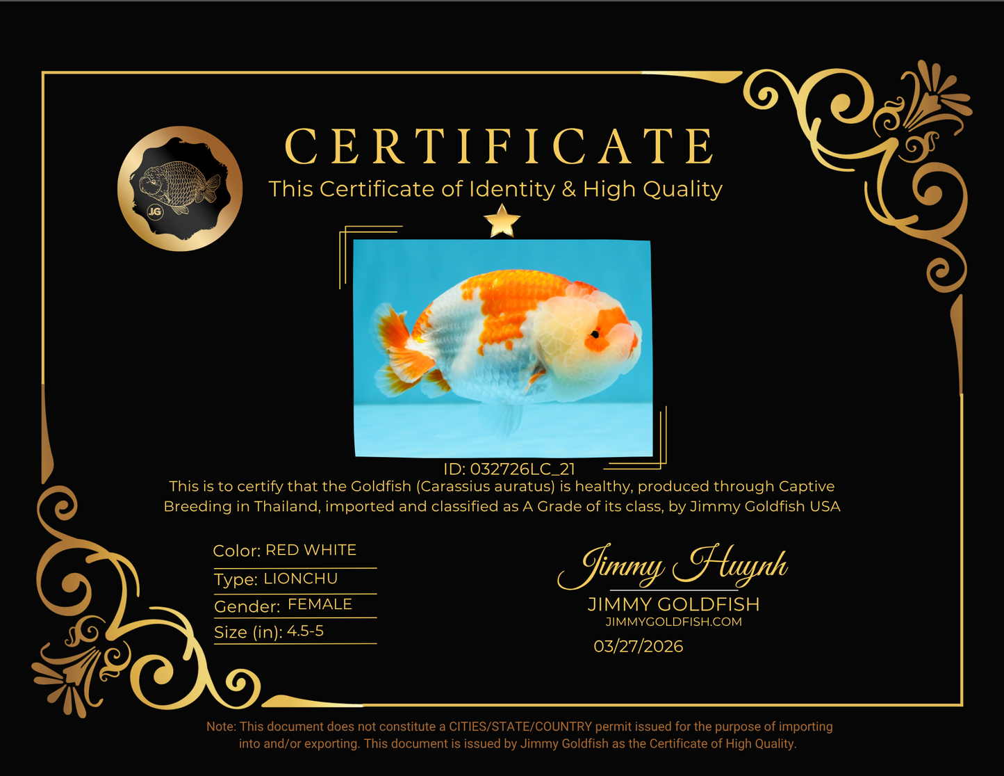 A Grade Red White LionQueen 4.5-5 inches #032726LC_21