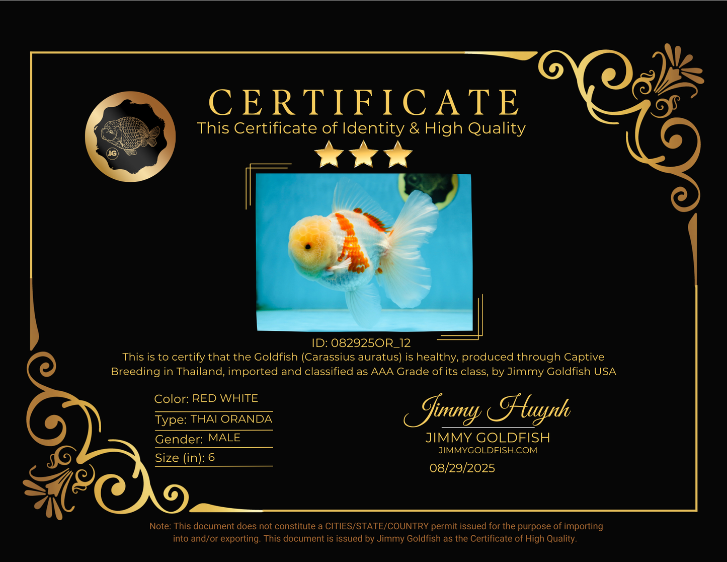 AAA Grade SUNNY Red White Oranda Male 6 inches #082925OR_12