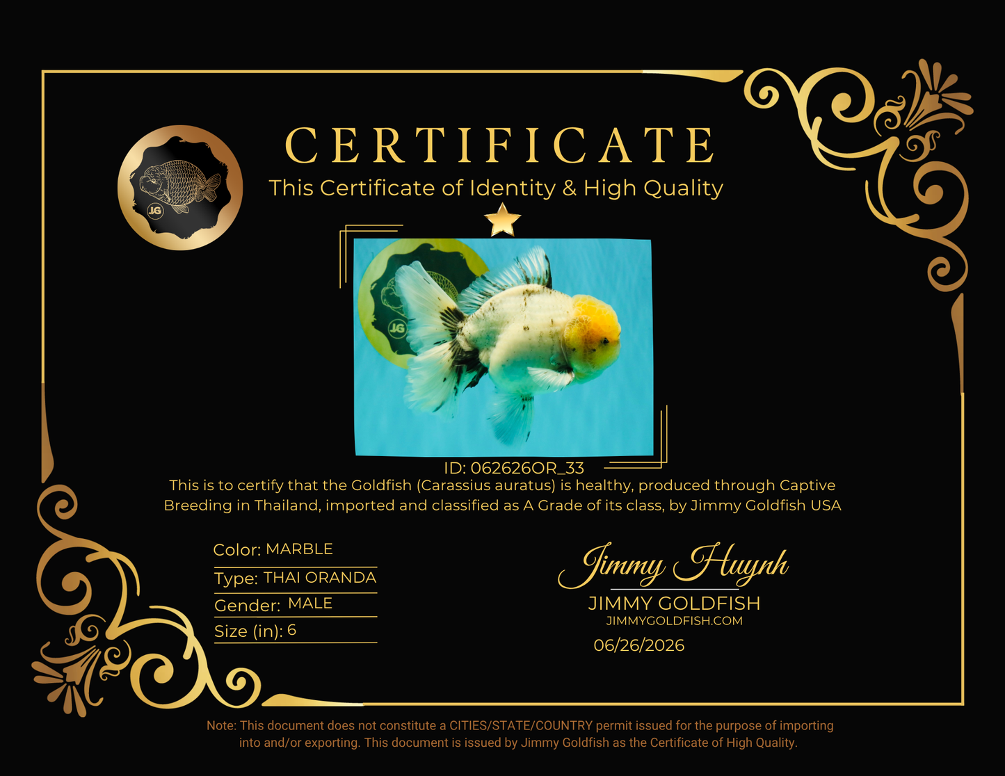 A Grade Marble Oranda Male 6 inches #062626OR_33