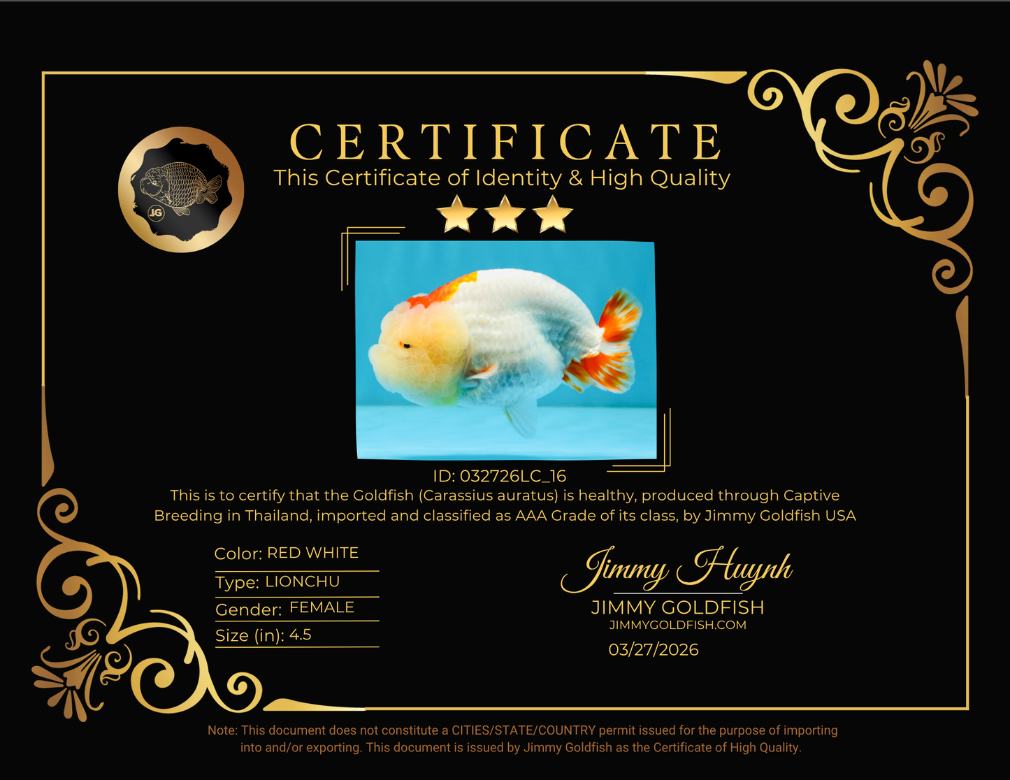 LIPSTICK AAA Grade Red White LionQueen 4.5 inches #032726LC_16