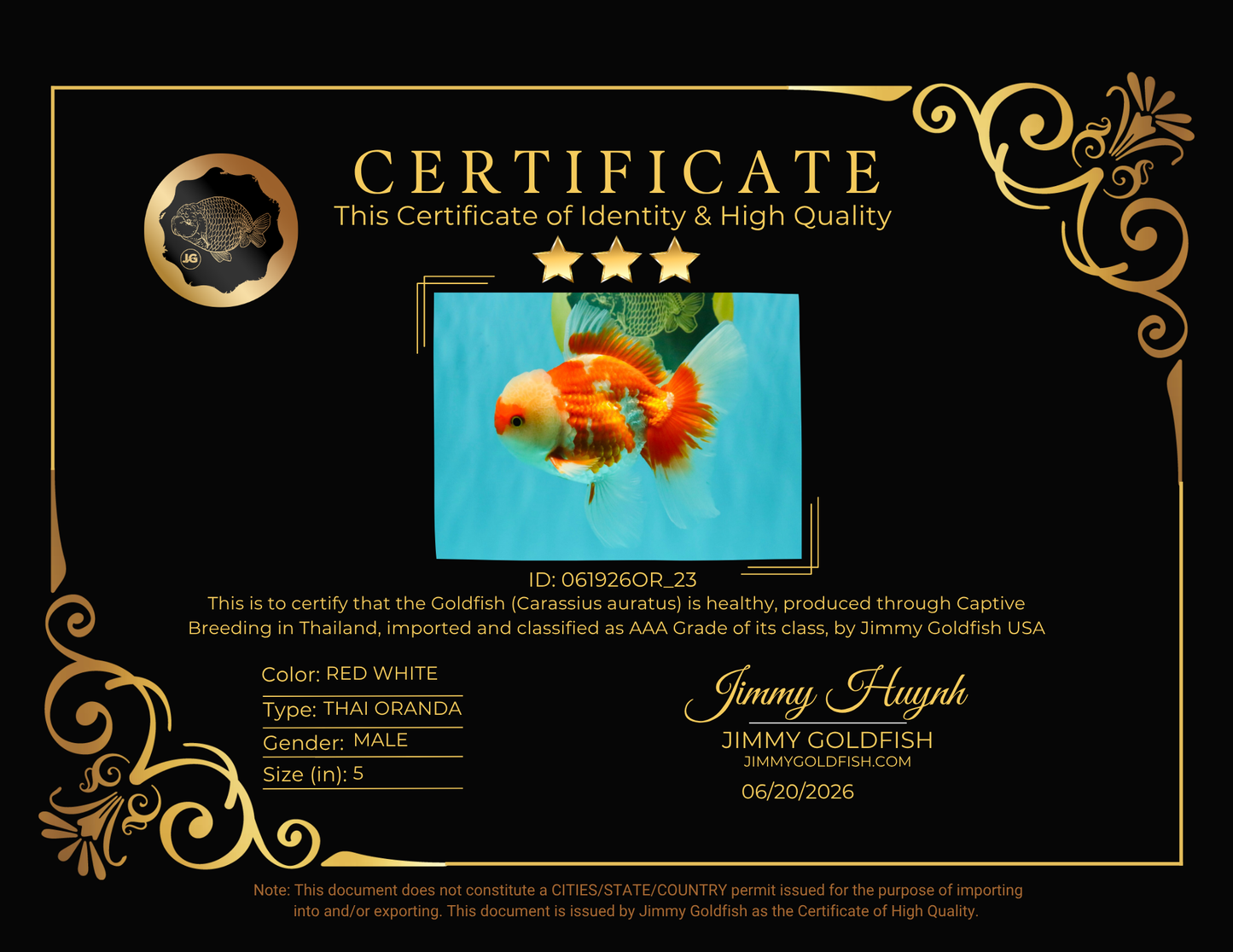 AAA Grade Red White Oranda Male 5 inches #061926OR_23