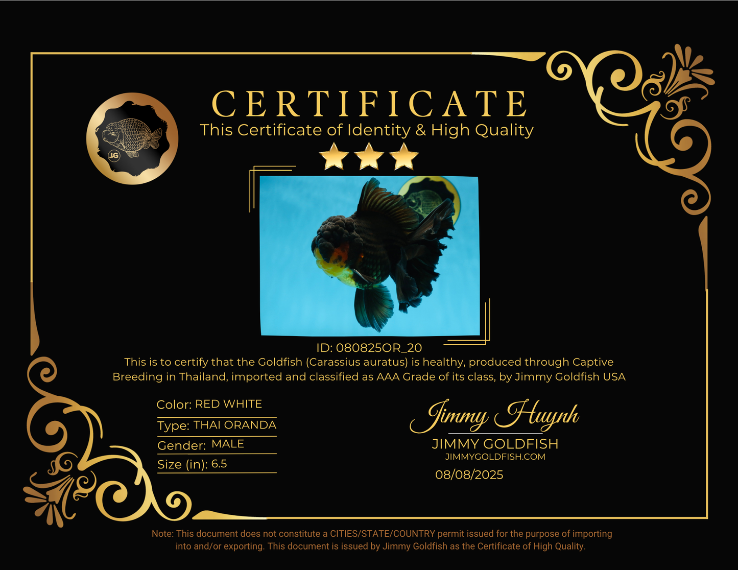 AAA Grade SPECIAL Red White Oranda Male 6.5 inches #080825OR_20