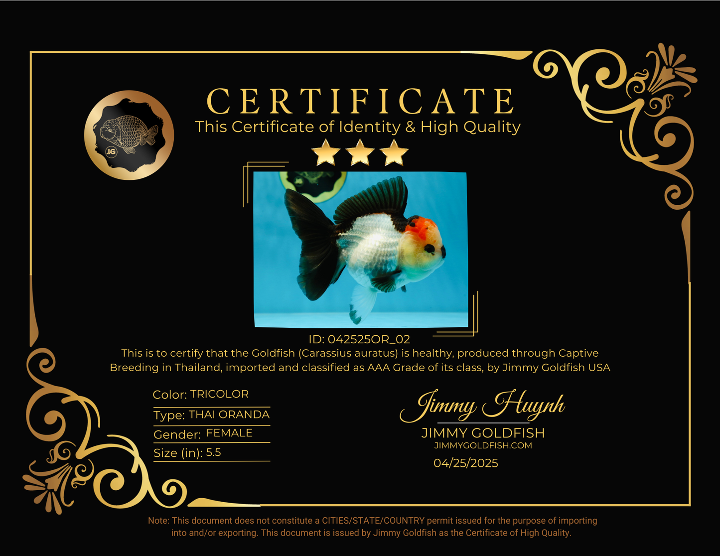 SUPER MARIO AAA Grade Tricolor Button Eyes Oranda Female 5.5 inches #042525OR_02