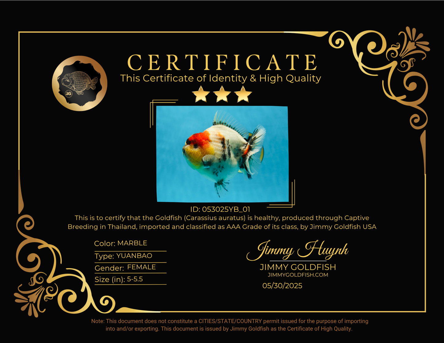 AAA Grade Godzilla Marble Yuanbao Female 5-5.5 inches #053025YB_01