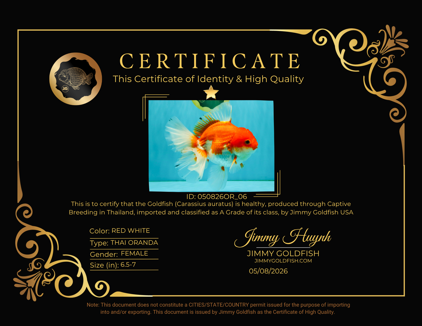 A Grade Red White Oranda Female 6.5-7 inches #050826OR_06