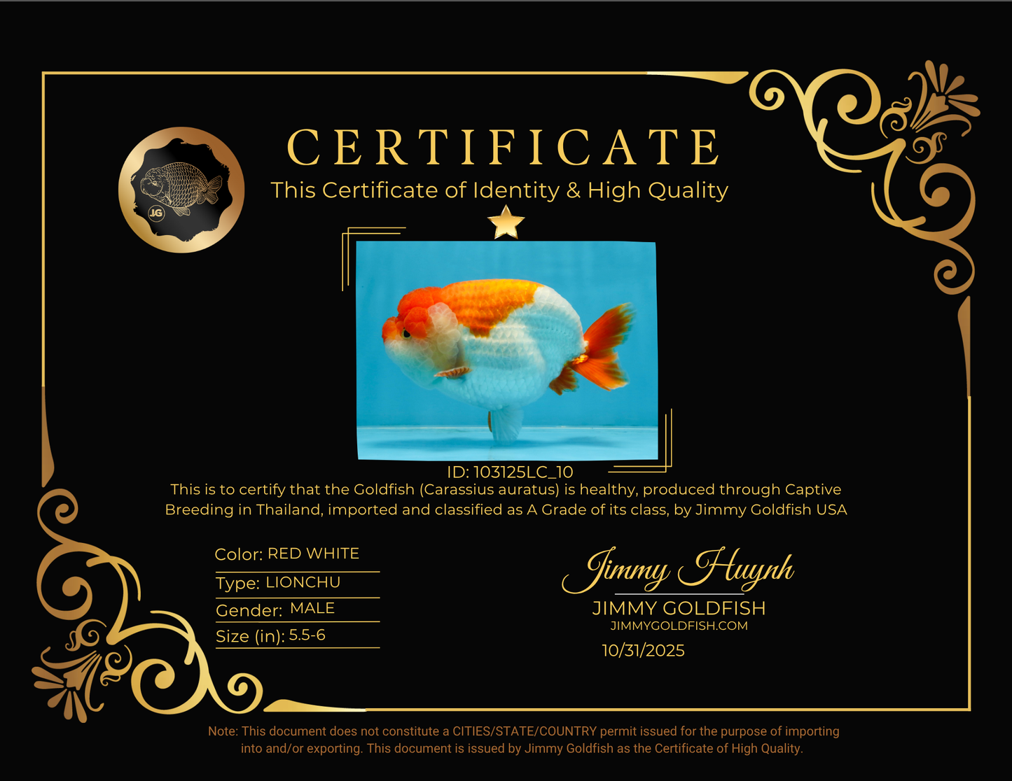 A Grade Red White LionKing 5.5-6 inches #103125LC_10