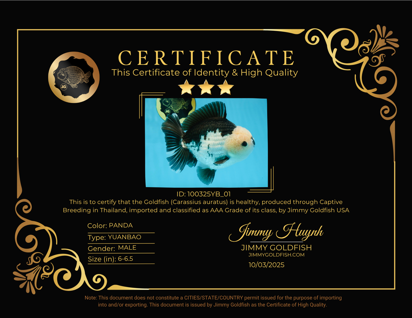 AAA Grade CHONKY Panda Button Eyes Yuanbao Male 6-6.5 inches #100325YB_01